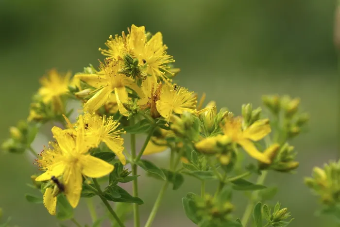 Gerahmter Druck : Hypericum perforatum 'St. Johannskraut' Gerahmter Druck : Hypericum perforatum 'St. Johannskraut'