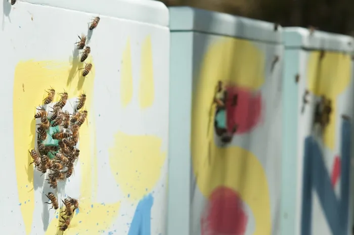Gerahmter Druck : Stapel bunter Bienenstöcke aus Polystyrol. Gerahmter Druck : Stapel bunter Bienenstöcke aus Polystyrol.