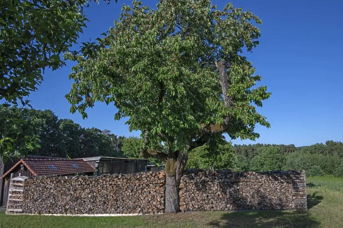 Gerahmter Druck : Gespickte Holzscheite auf einer Kirsche. Gerahmter Druck : Gespickte Holzscheite auf einer Kirsche.