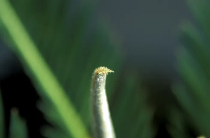 Gerahmter Druck : Stalk Gerahmter Druck : Stalk