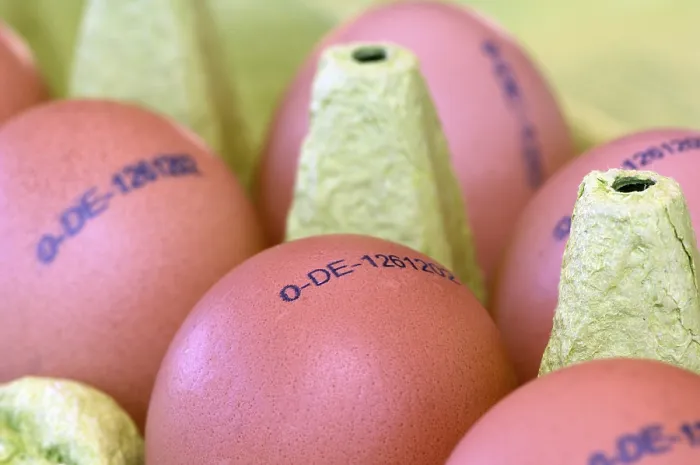 Gerahmter Druck : Gekennzeichnete Eier, Karton mit Eiern. Gerahmter Druck : Gekennzeichnete Eier, Karton mit Eiern.