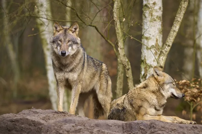 Gerahmter Druck : Ein stehender und ein liegender Wolf im Wald. Gerahmter Druck : Ein stehender und ein liegender Wolf im Wald.