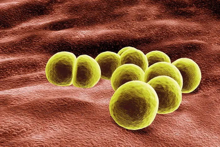 Gerahmter Druck : MRSA - Bakterium Staphylococcus aureus in 3D-Ansicht Gerahmter Druck : MRSA - Bakterium Staphylococcus aureus in 3D-Ansicht