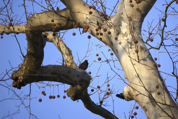 Gerahmter Druck : Stern auf einem Baum, Winter, Deutschland. Gerahmter Druck : Stern auf einem Baum, Winter, Deutschland.
