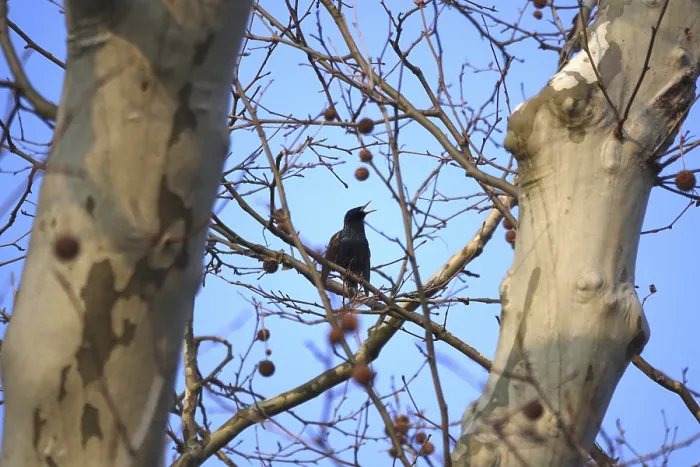 Gerahmter Druck : Stern auf einem Baum, Winter, Deutschland. Gerahmter Druck : Stern auf einem Baum, Winter, Deutschland.