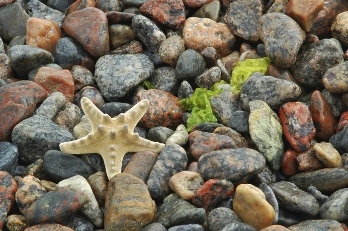 Gerahmter Druck : Seestern auf einem Kieselstrand. Gerahmter Druck : Seestern auf einem Kieselstrand.