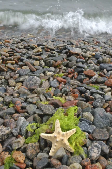 Gerahmter Druck : Seesterne auf einem Kieselstrand Gerahmter Druck : Seesterne auf einem Kieselstrand