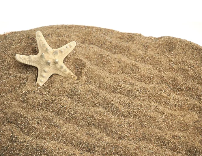 Gerahmter Druck : Sternhai auf einem Sandhintergrund Gerahmter Druck : Sternhai auf einem Sandhintergrund