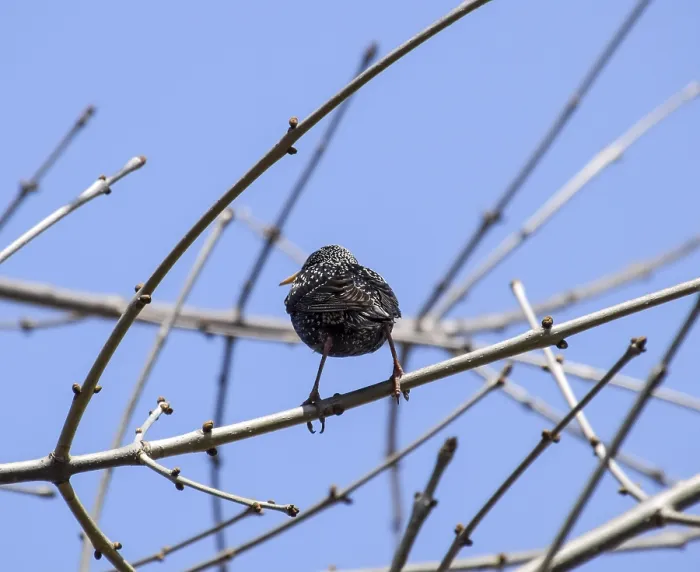 Gerahmter Druck : Vogelstar in den Zweigen eines Baumes. Frühling in der Natur Gerahmter Druck : Vogelstar in den Zweigen eines Baumes. Frühling in der Natur
