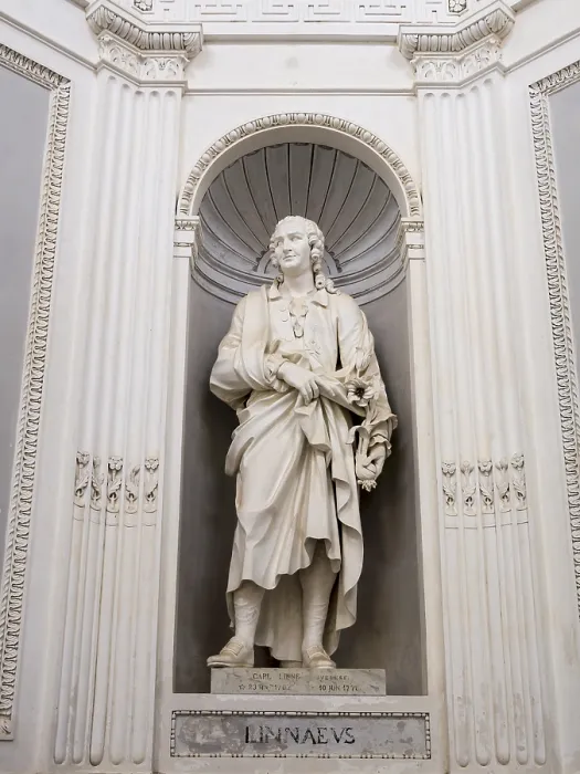 Gerahmter Druck : Denkmal von Linnaeus in der Villa Giulia. Gerahmter Druck : Denkmal von Linnaeus in der Villa Giulia.