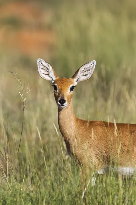 Gerahmter Druck : Steenbok (Raphicerus campestris) Gerahmter Druck : Steenbok (Raphicerus campestris)
