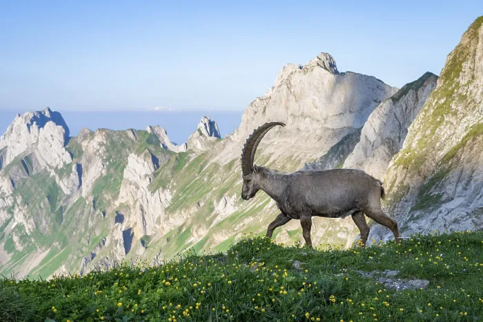 Gerahmter Druck : Steinbock (Capra ibex) vor Bergpanorama. Gerahmter Druck : Steinbock (Capra ibex) vor Bergpanorama.