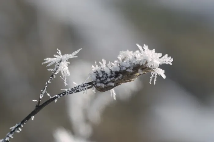 Gerahmter Druck : Mit Eiszapfen. Gerahmter Druck : Mit Eiszapfen.