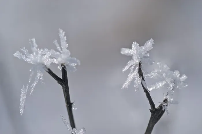 Gerahmter Druck : Mit Eiszapfen. Gerahmter Druck : Mit Eiszapfen.