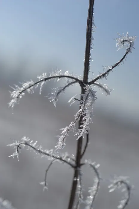 Gerahmter Druck : Mit Eisflocken bedeckte Stengel. Gerahmter Druck : Mit Eisflocken bedeckte Stengel.