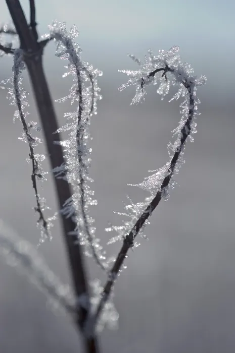 Gerahmter Druck : Mit Eisbeeren. Gerahmter Druck : Mit Eisbeeren.
