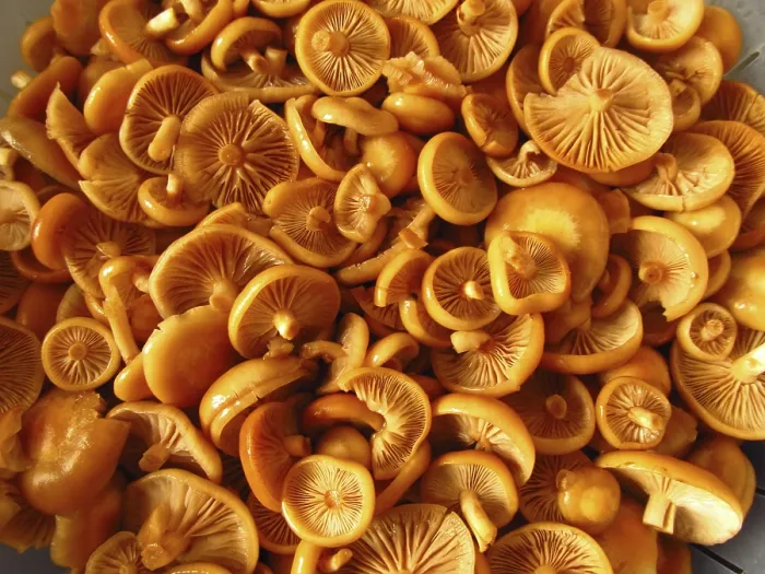 Gerahmter Druck : Schwammstäbchen Gerahmter Druck : Schwammstäbchen