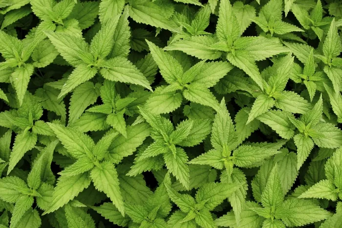 Gerahmter Druck : Stinging-nettle Gerahmter Druck : Stinging-nettle