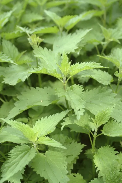 Gerahmter Druck : Stachelbeere, Urtica Gerahmter Druck : Stachelbeere, Urtica