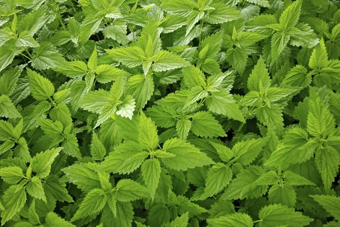 Gerahmter Druck : Stachelbeeren Gerahmter Druck : Stachelbeeren