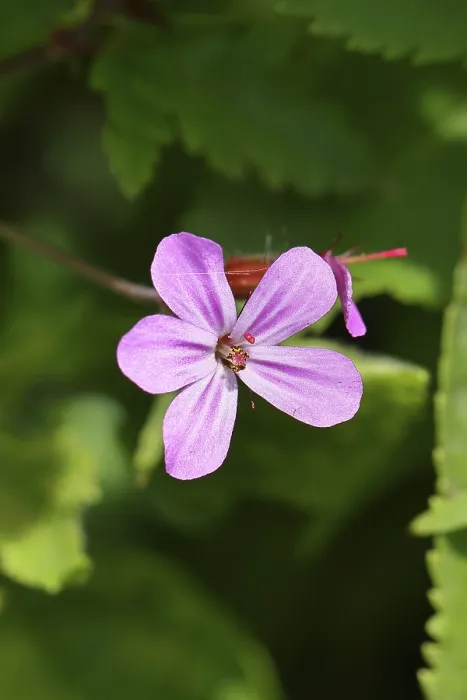 Gerahmter Druck : Stinkender Storchschnabel (Geranium robertianum) Gerahmter Druck : Stinkender Storchschnabel (Geranium robertianum)