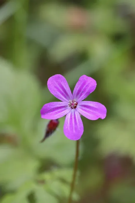 Gerahmter Druck : Stinkender Storchschnabel (Geranium robertianum)