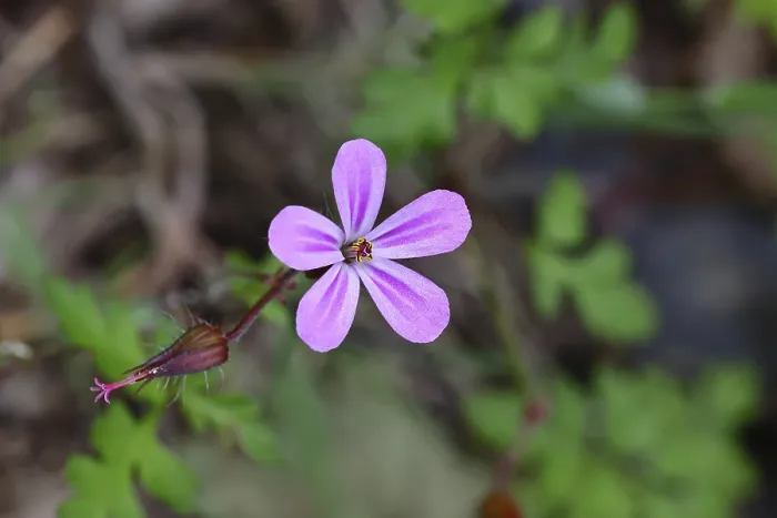 Gerahmter Druck : Stinkender Storchschnabel (Geranium robertianum) Gerahmter Druck : Stinkender Storchschnabel (Geranium robertianum)
