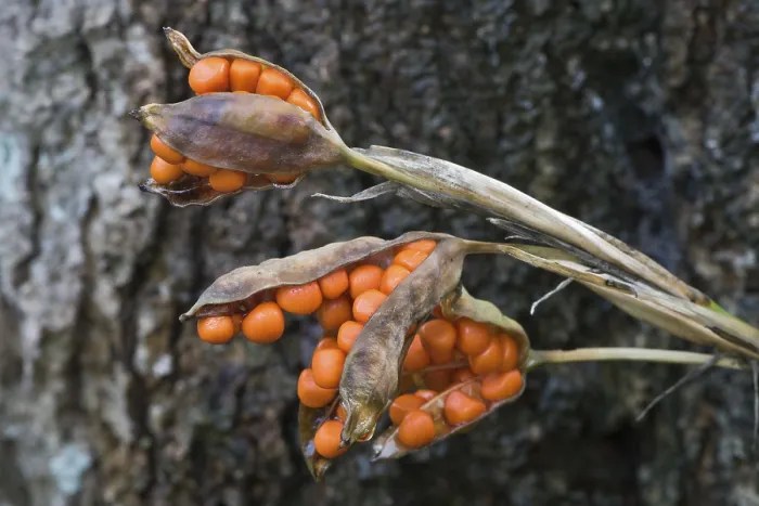 Gerahmter Druck : Fetid Iris (Iris foetidissima) Gerahmter Druck : Fetid Iris (Iris foetidissima)