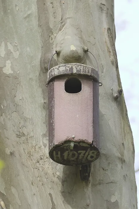 Gerahmter Druck : Turmfalke-Brutkasten auf einem Platane. Gerahmter Druck : Turmfalke-Brutkasten auf einem Platane.