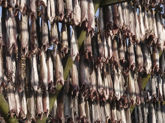 Gerahmter Druck : Stockfish Gerahmter Druck : Stockfish