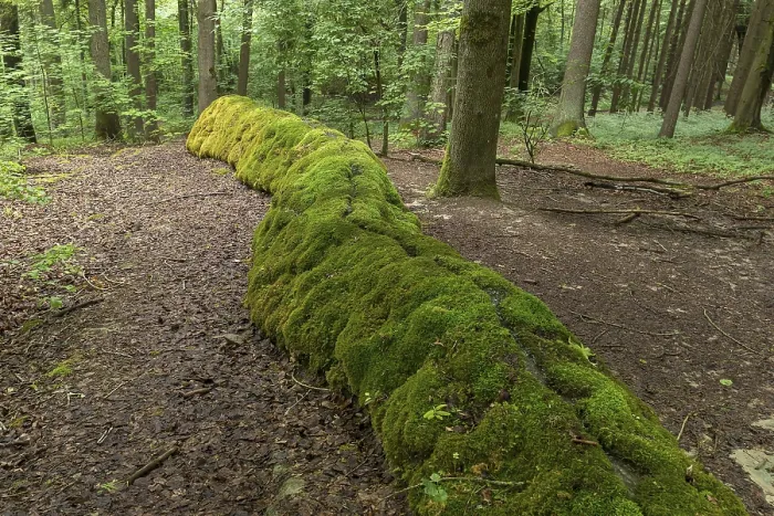 Gerahmter Druck : Steinablauf, Erasbach, Oberpfalz Gerahmter Druck : Steinablauf, Erasbach, Oberpfalz