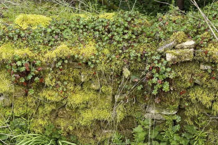 Gerahmter Druck : Steinmauer mit Moos und Kräutern überwachsen. Gerahmter Druck : Steinmauer mit Moos und Kräutern überwachsen.
