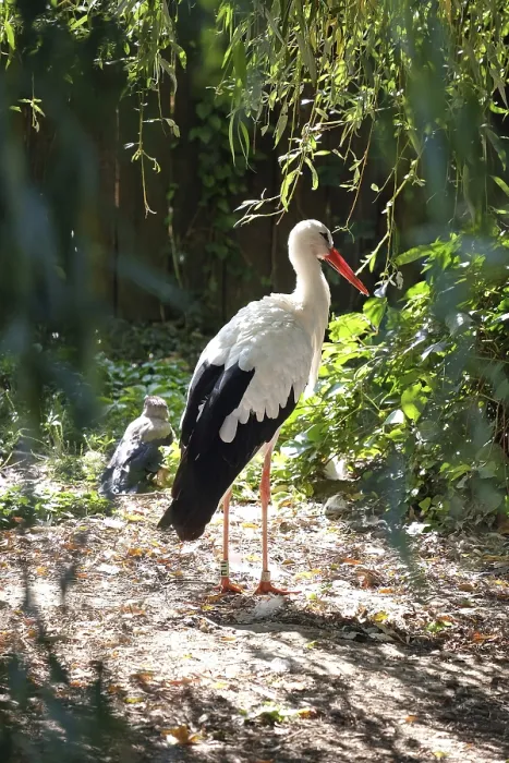 Gerahmter Druck : Stork Gerahmter Druck : Stork