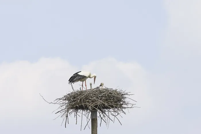 Gerahmter Druck : Ein Storch mit den Küken im Nest. Gerahmter Druck : Ein Storch mit den Küken im Nest.