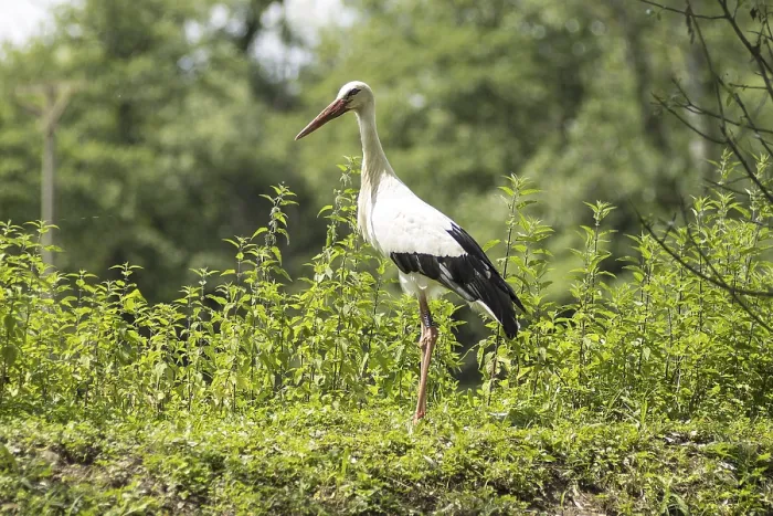 Gerahmter Druck : Ein Storch im Natur. Gerahmter Druck : Ein Storch im Natur.