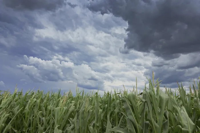Gerahmter Druck : Sturmwolken über Maisfeldern. Gerahmter Druck : Sturmwolken über Maisfeldern.