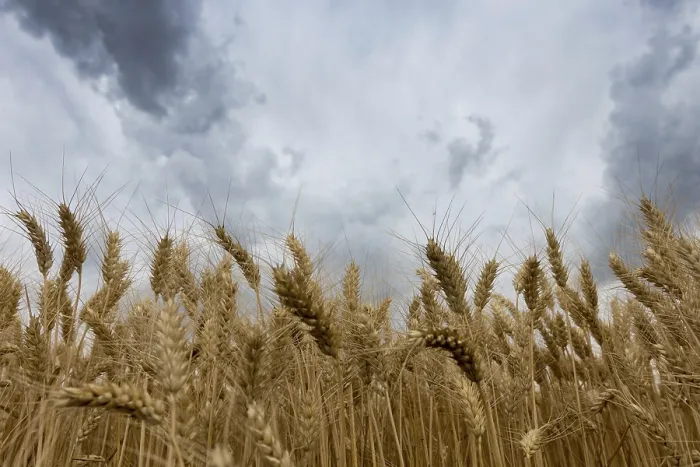 Gerahmter Druck : Sturmwolken über Weizenfeld.