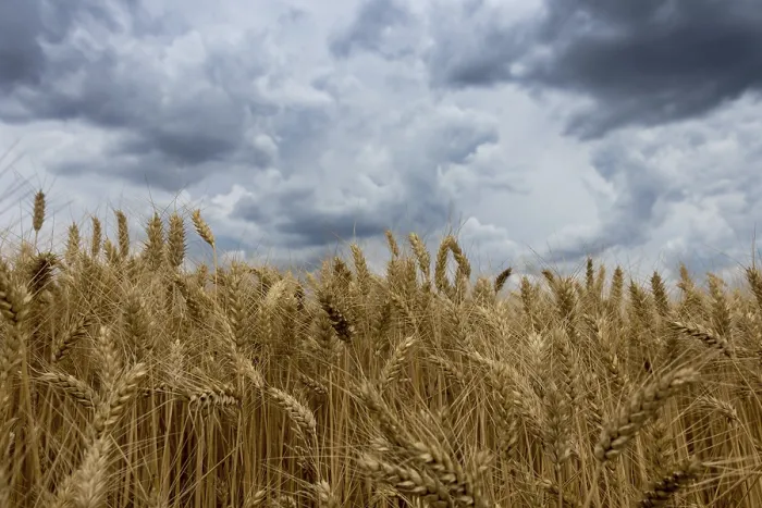 Gerahmter Druck : Sturmwolken über Weizenfeld. Gerahmter Druck : Sturmwolken über Weizenfeld.