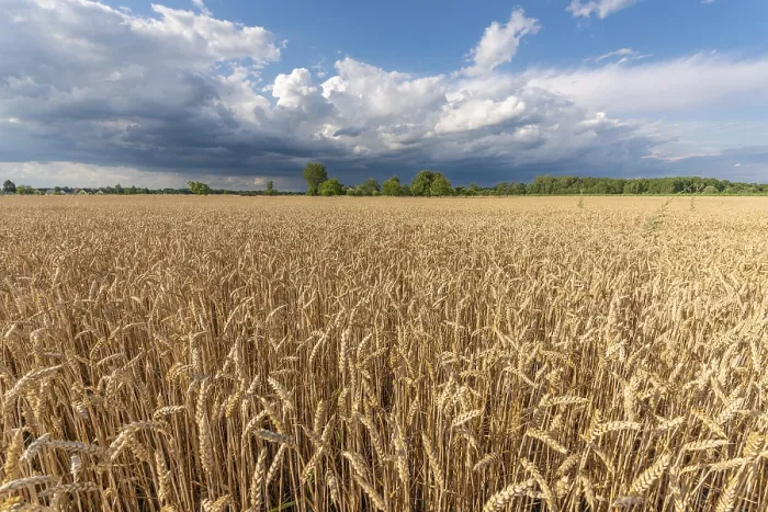 Gerahmter Druck : Stürmische Wolken über Weizenfeldern im Sommer. Gerahmter Druck : Stürmische Wolken über Weizenfeldern im Sommer.