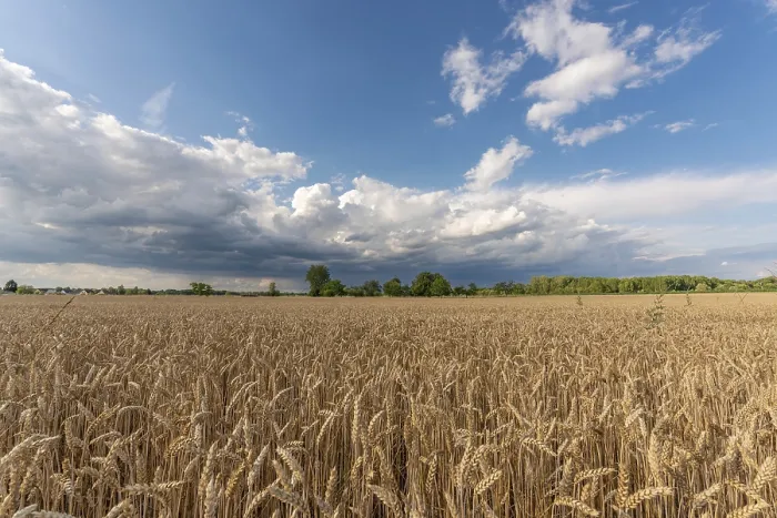 Gerahmter Druck : Stürmische Wolken über Weizenfeldern im Sommer. Gerahmter Druck : Stürmische Wolken über Weizenfeldern im Sommer.