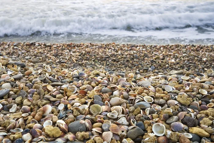 Gerahmter Druck : Verlorene Meeresmuscheln, Strand. Gerahmter Druck : Verlorene Meeresmuscheln, Strand.