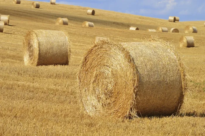 Gerahmter Druck : Gerahmter Druck :