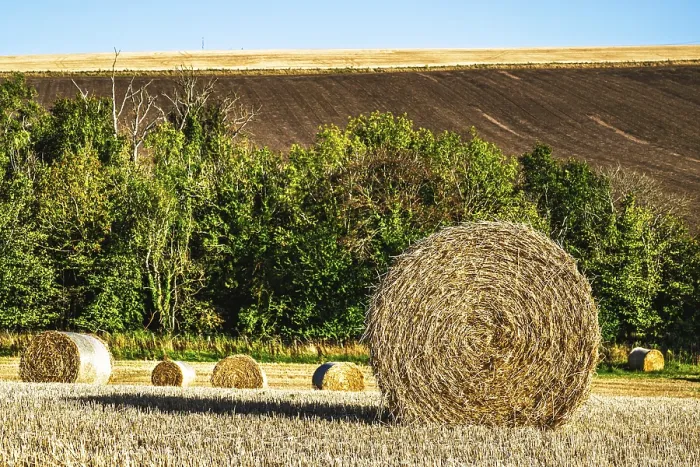 Gerahmter Druck : Strohballen in den schottischen Feldern. Gerahmter Druck : Strohballen in den schottischen Feldern.