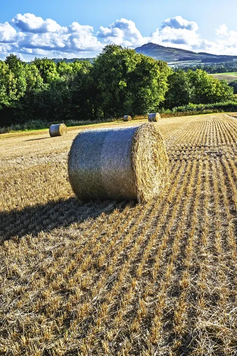 Gerahmter Druck : Strohballen in den schottischen Feldern. Gerahmter Druck : Strohballen in den schottischen Feldern.