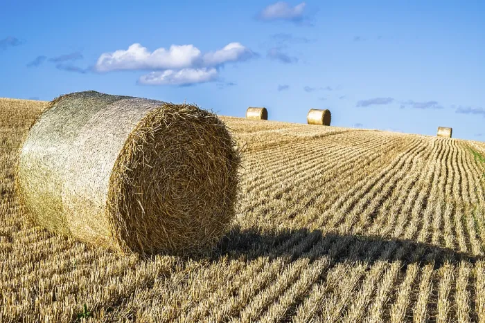 Gerahmter Druck : Strohballen in den schottischen Feldern. Gerahmter Druck : Strohballen in den schottischen Feldern.