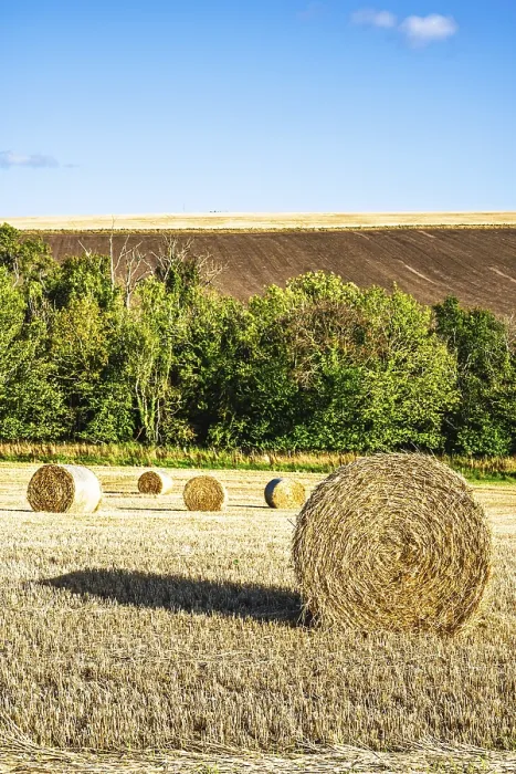 Gerahmter Druck : Heuhaufen in den schottischen Feldern. Gerahmter Druck : Heuhaufen in den schottischen Feldern.