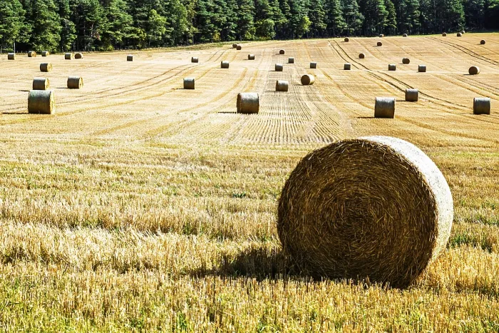 Gerahmter Druck : Heuhaufen in den schottischen Feldern. Gerahmter Druck : Heuhaufen in den schottischen Feldern.