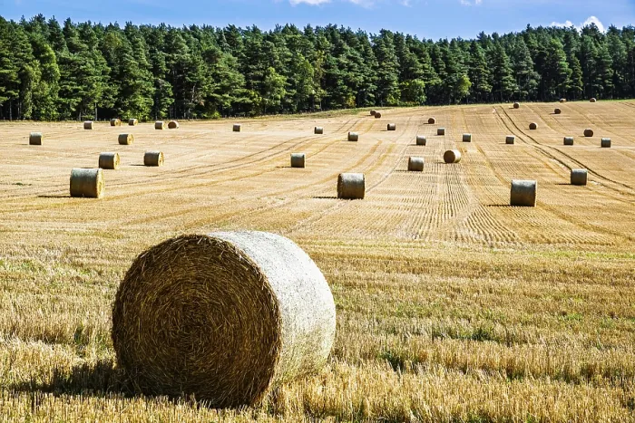 Gerahmter Druck : Strohballen in den schottischen Feldern. Gerahmter Druck : Strohballen in den schottischen Feldern.