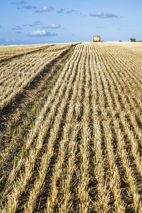 Gerahmter Druck : Heuhaufen in den schottischen Feldern. Gerahmter Druck : Heuhaufen in den schottischen Feldern.