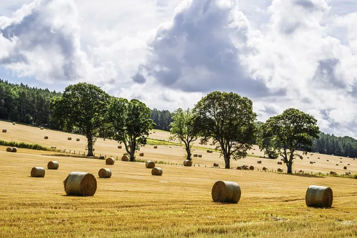 Gerahmter Druck : Heuhaufen in den schottischen Feldern. Gerahmter Druck : Heuhaufen in den schottischen Feldern.